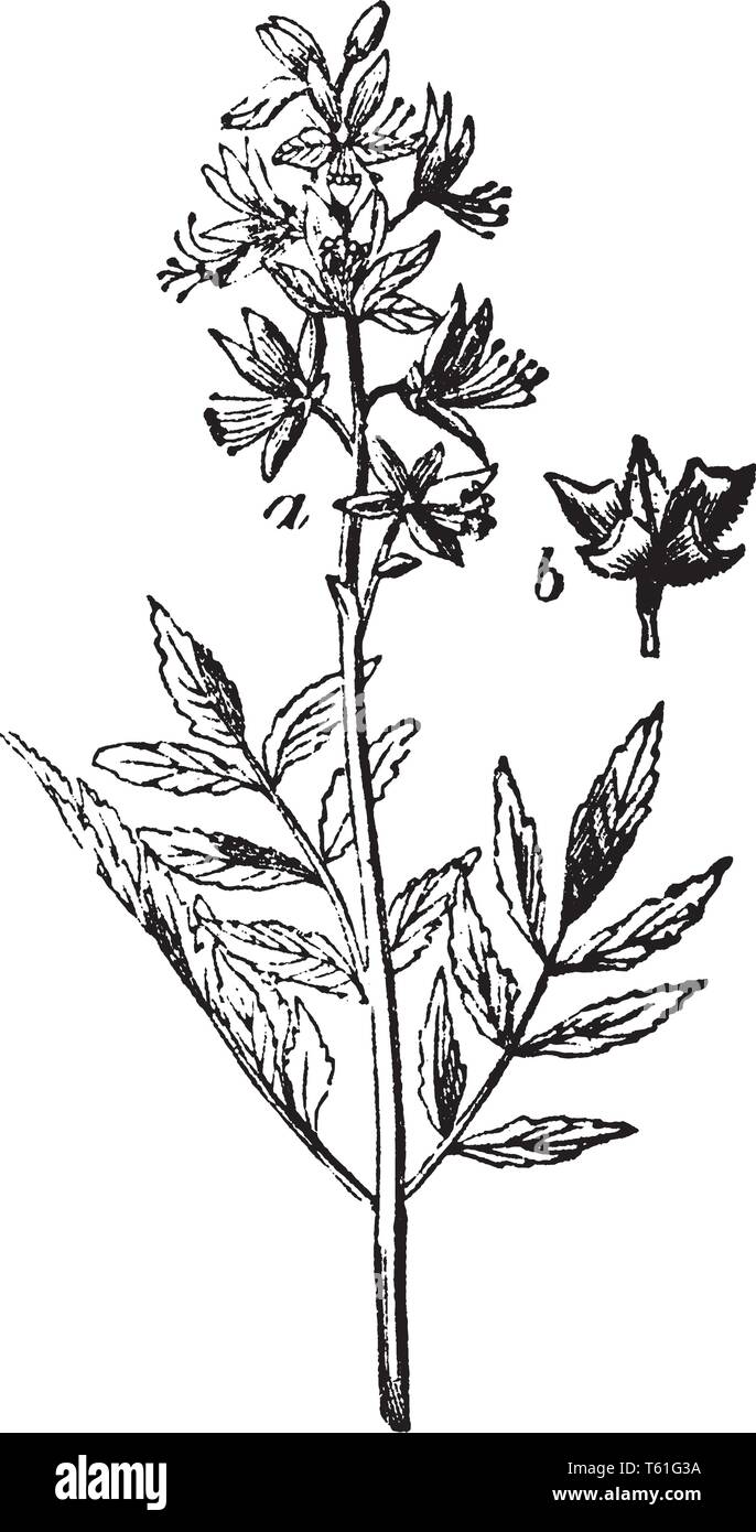 A picture shows Dittany. It belongs to mint family and native to North America.   This plant has medicinal qualities. In this image: (a) a branch, (b) Stock Vector