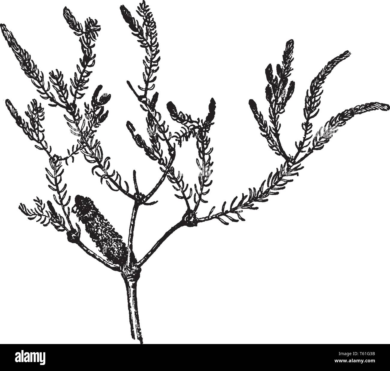 Hairy stem Cut Out Stock Images & Pictures Alamy