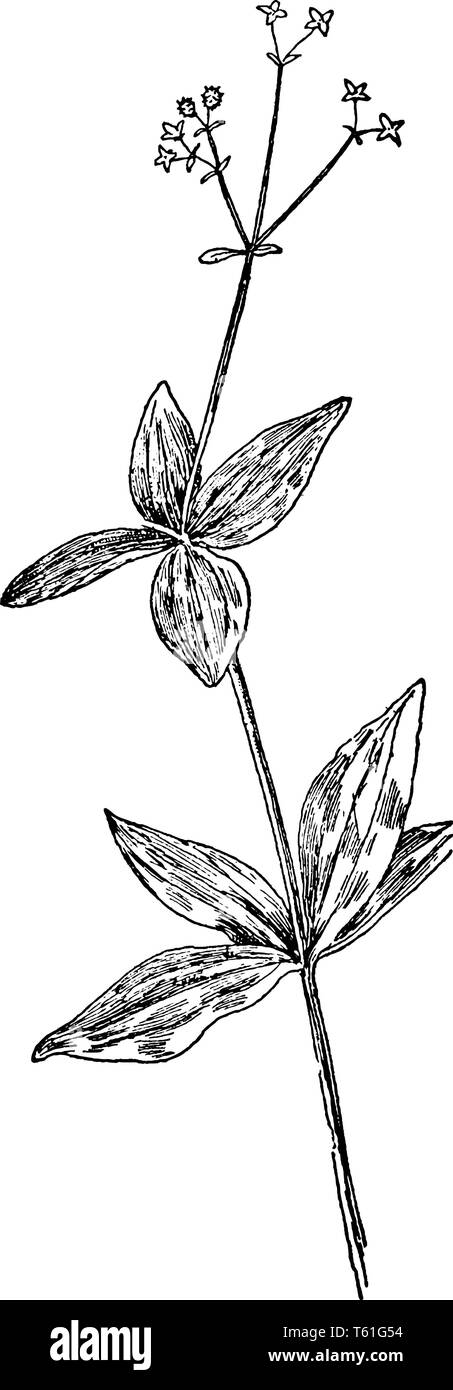 In this picture four stalk less leaves along the stem, flowers are small looks like a star. The ovate type leaves and margin is smooth, vintage line d Stock Vector