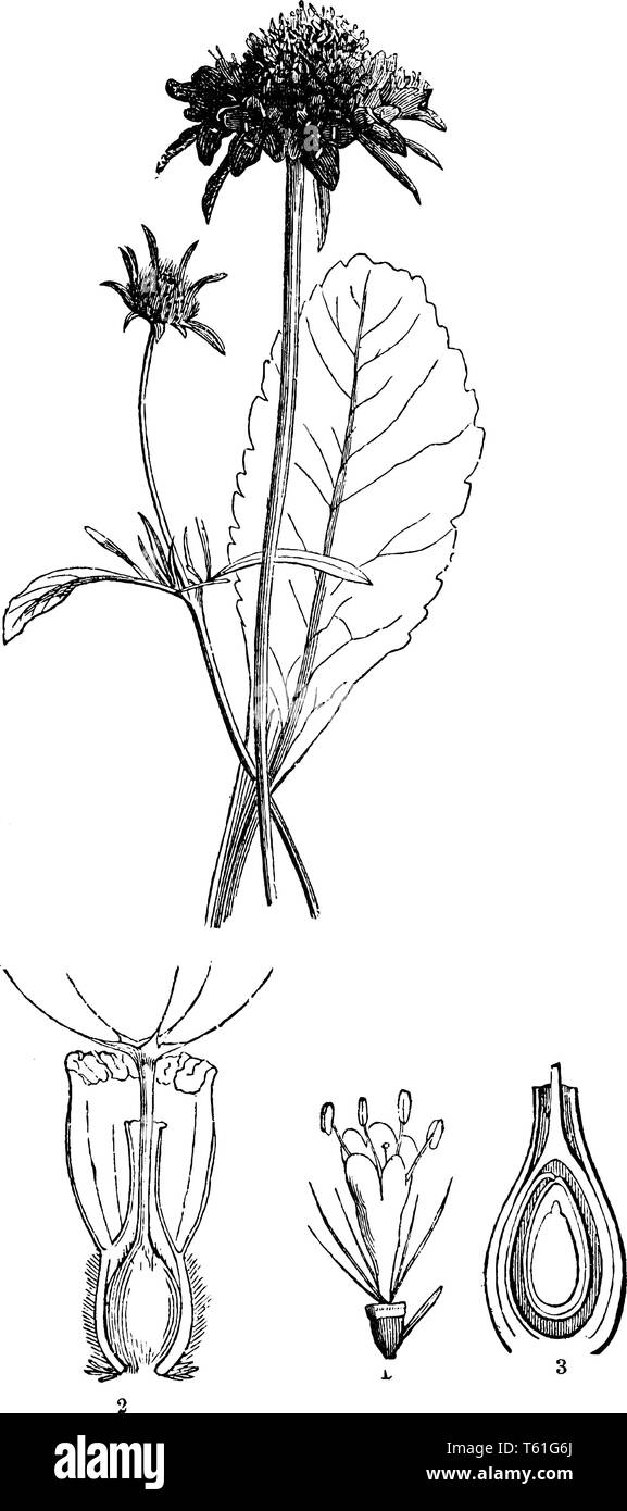 Picture shows the section of sweet Scabious plant. It shows its flower, ovary, calyx and transverse section of fruit. The leaves of most species are s Stock Vector