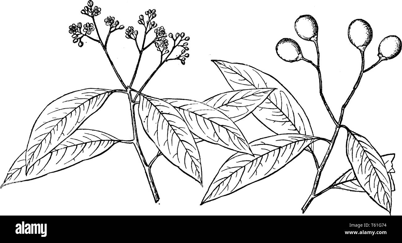 This picture is a branch of Ocotea Catesbyana tree that is found in the summer season in Central and South America, vintage line drawing or engraving  Stock Vector