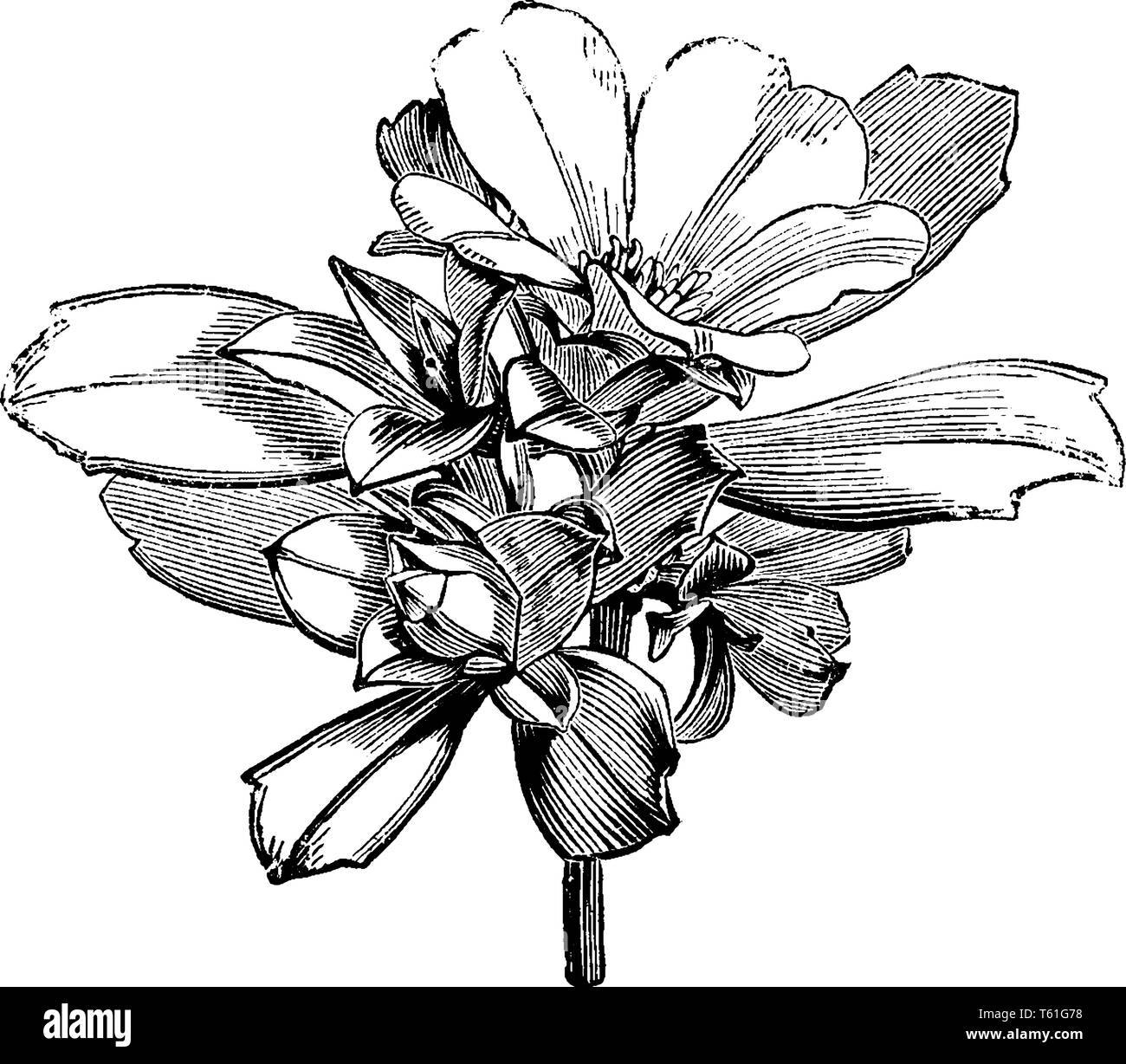 A picture of candollea cuneiformis flowers. Her flowers are yellow and