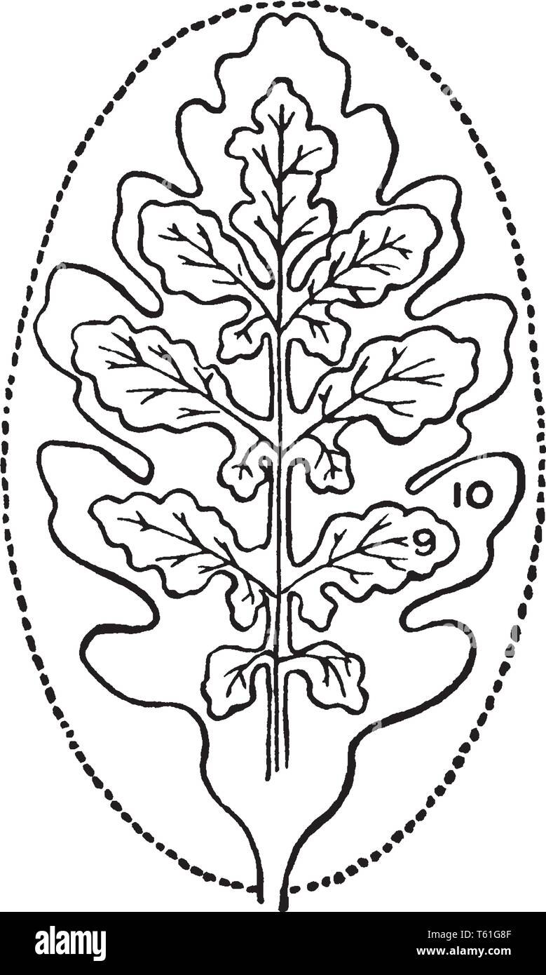 A picture showing two types of simple leaves derived from the elliptical type. One is pinnately lobed and other is pinnately divided, vintage line dra Stock Vector