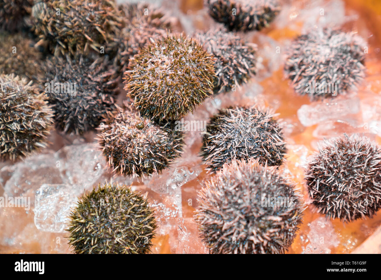 fresh spiny shellfish at fish market, Japan Stock Photo - Alamy