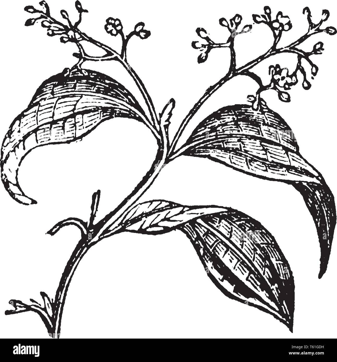 Dried aromatic bark of the cinnamon tree used to obtain spice, vintage