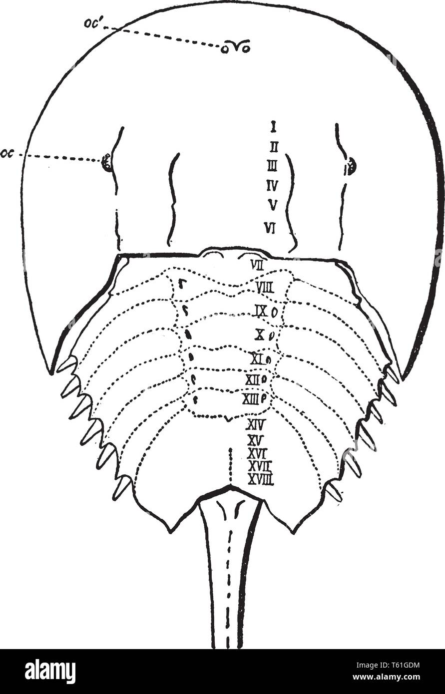 Limulus Polyphemus usually considered to be the tergum of the genital somite but suggested by Pocock to be that of the otherwise suppressed praegenita Stock Vector