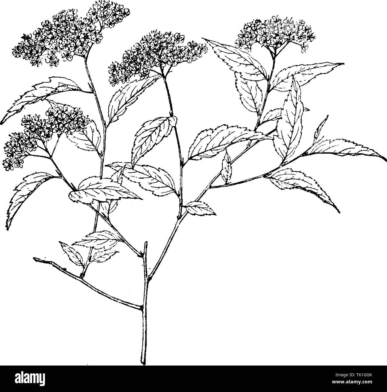 This is a floral branch of Spiraea Longigemmis. The flowers have five sepals and five white, pink, or reddish petals, vintage line drawing or engravin Stock Vector