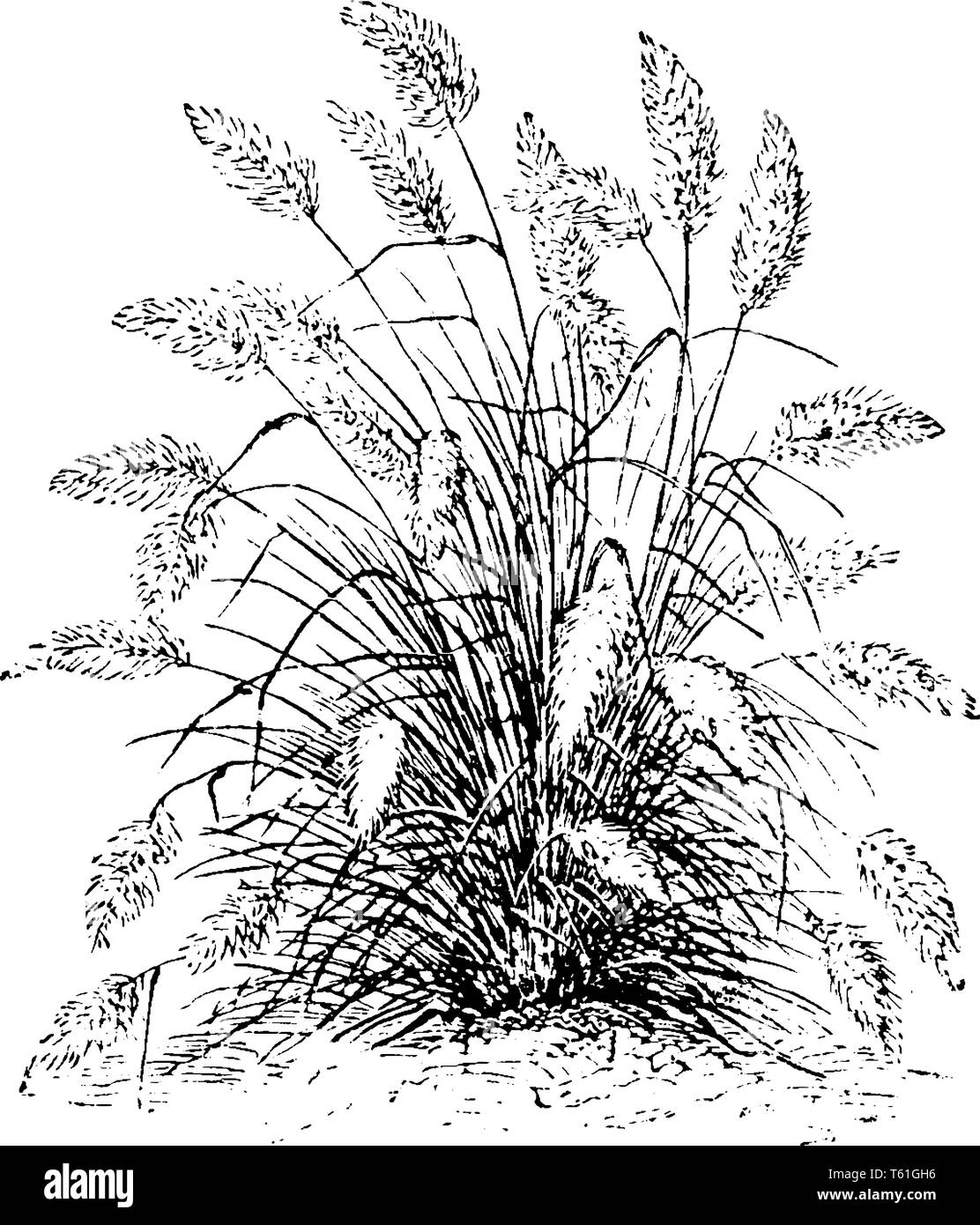 In this frame is shown the pennisetum longistylum grass. These grasses are narrow and attractively look, vintage line drawing or engraving illustratio Stock Vector
