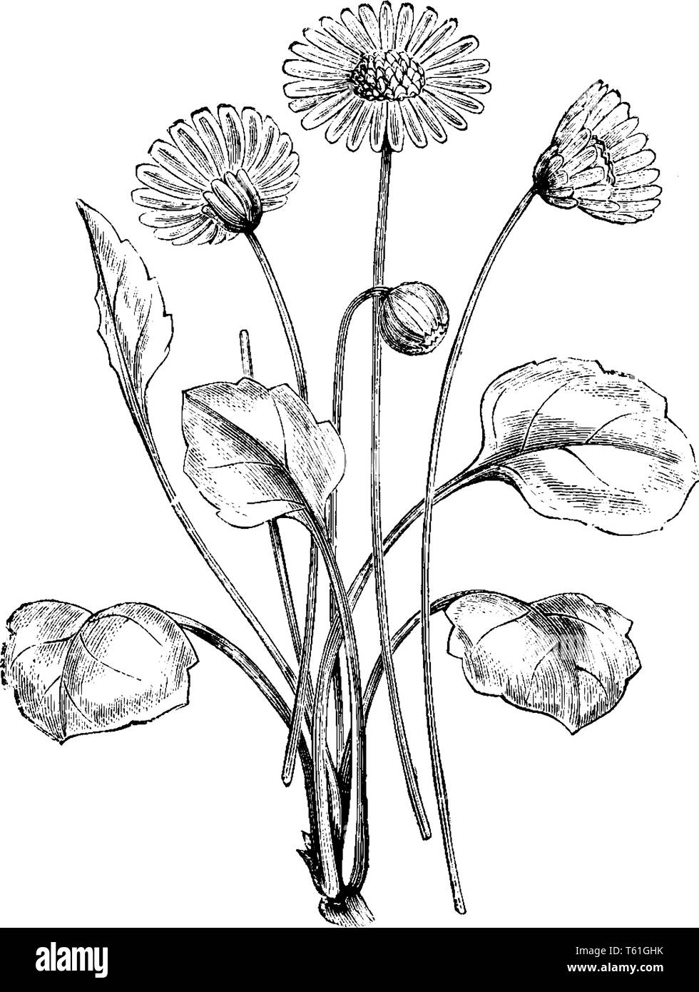 The plant have straight stem and each stem produces a single flower