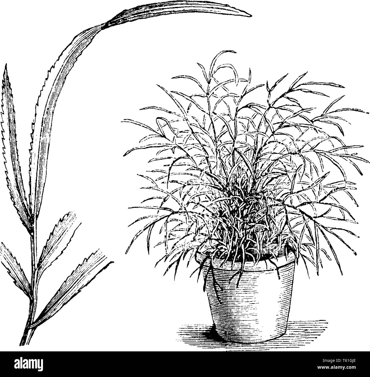 The Pteris Serrulata Tenuifolia plant leaves are slender and liner. Stem leaves have grown in dense. It species found in china, vintage line drawing o Stock Vector