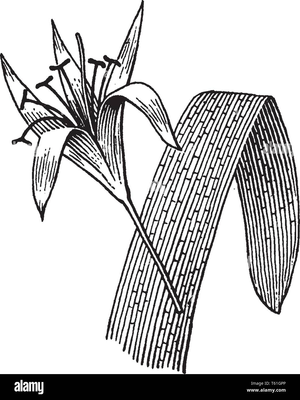 The picture is of a flower with filaments belongs to Crinum genus. The large flowers are developed from bulbs on leafless stems, vintage line drawing  Stock Vector
