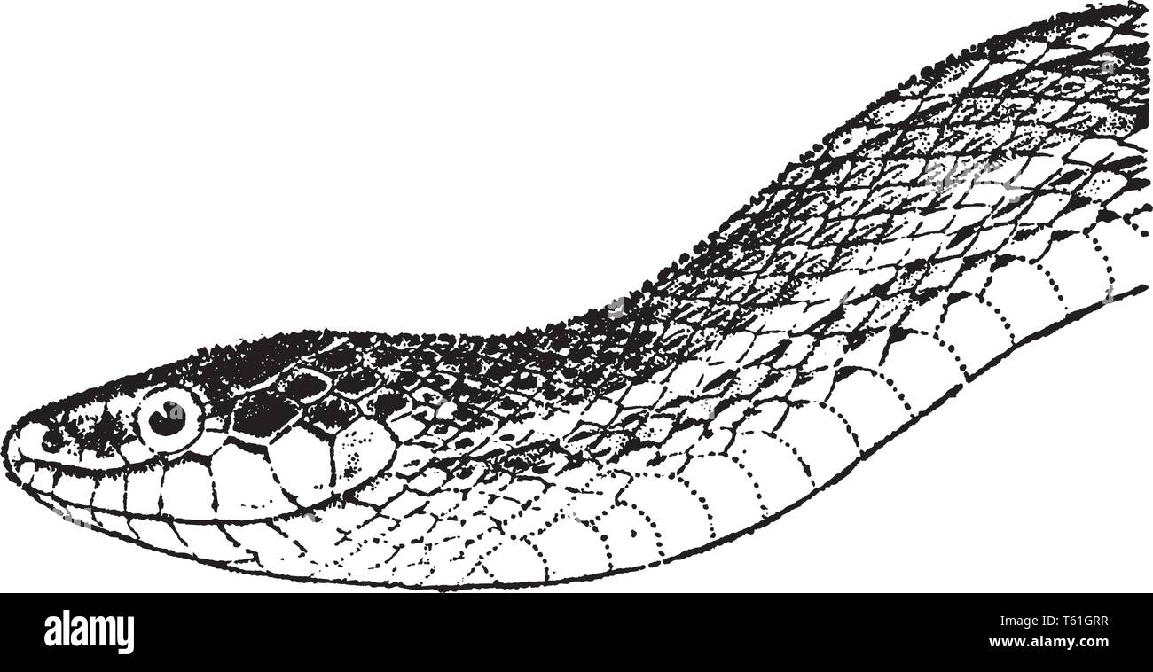 Garter snake Stock Vector Images Alamy