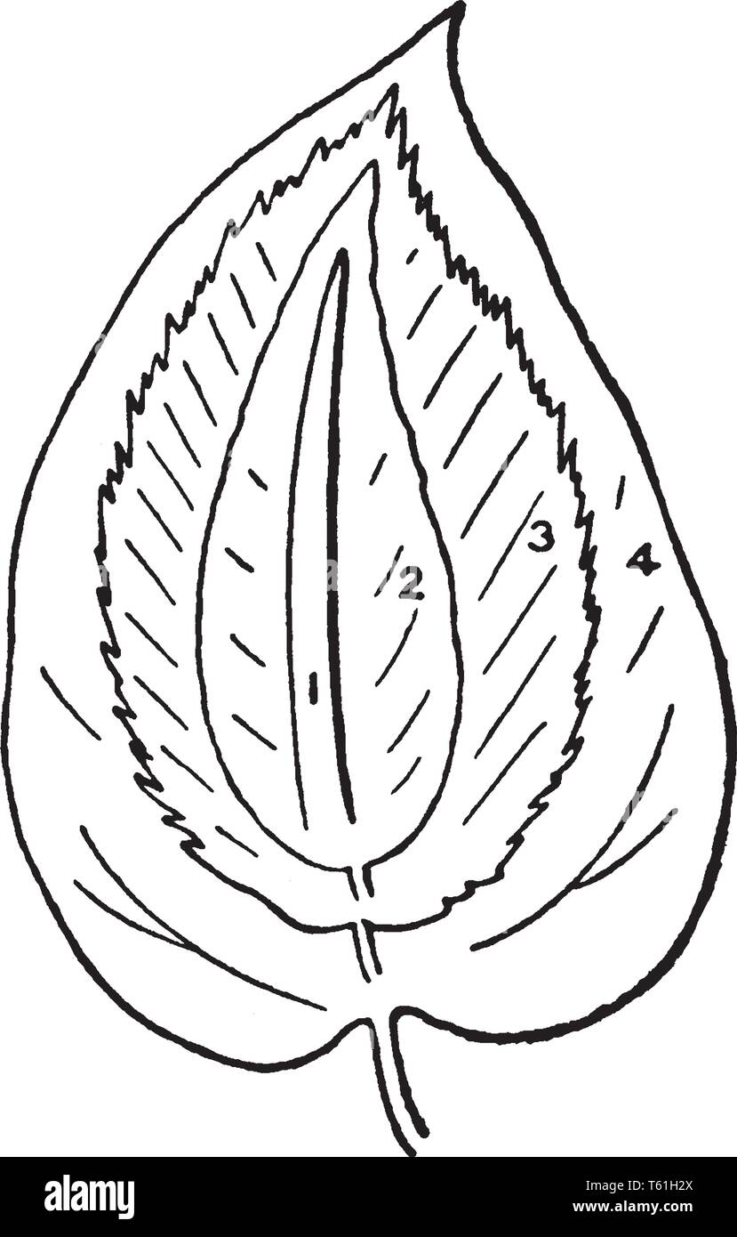A picture is showing four types of simple leaves. The types are Linear leaf, Lanceolate leaf, elliptical leaf and ovate leaf, vintage line drawing or  Stock Vector