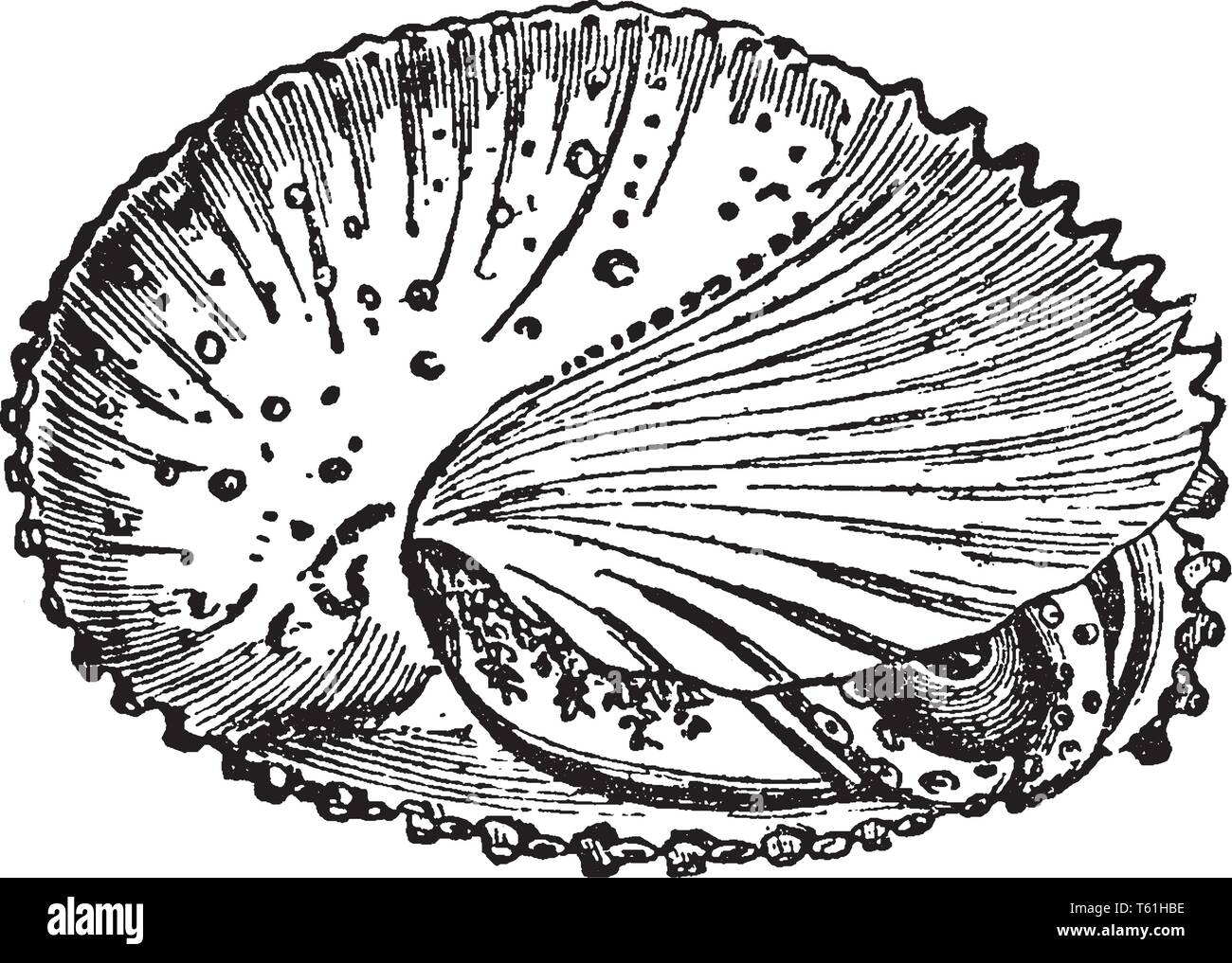 Mollusca is any member of the large phylum Mollusca of invertebrate animals, vintage line drawing or engraving illustration. Stock Vector