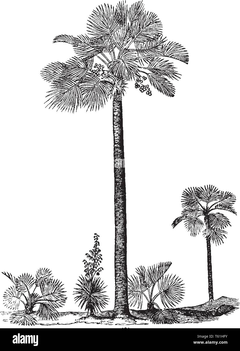 A picture of a palmetto tree which is a fan palm mostly found in the United States, vintage line drawing or engraving illustration. Stock Vector