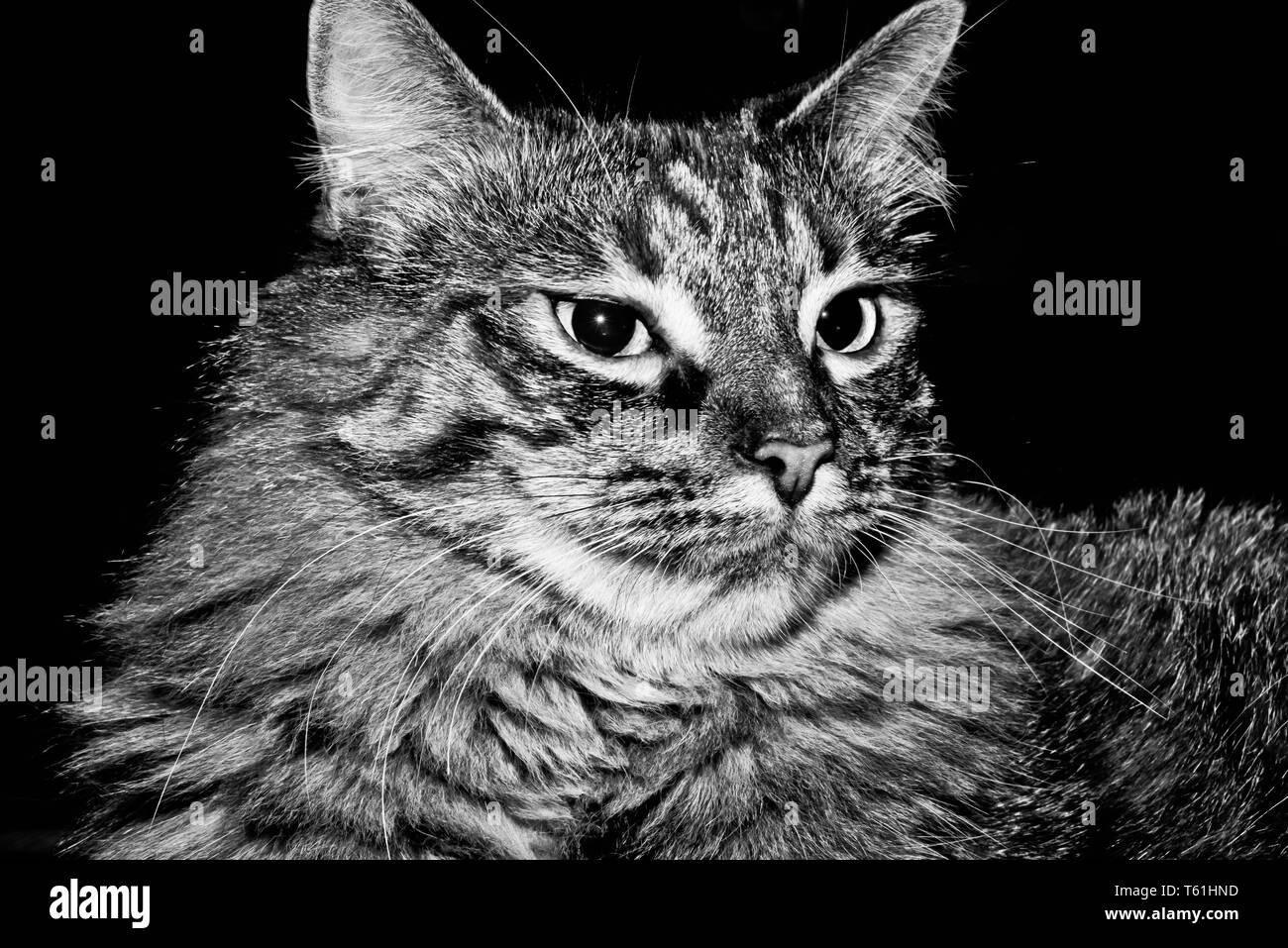Cat's portrait in black and white Stock Photo - Alamy