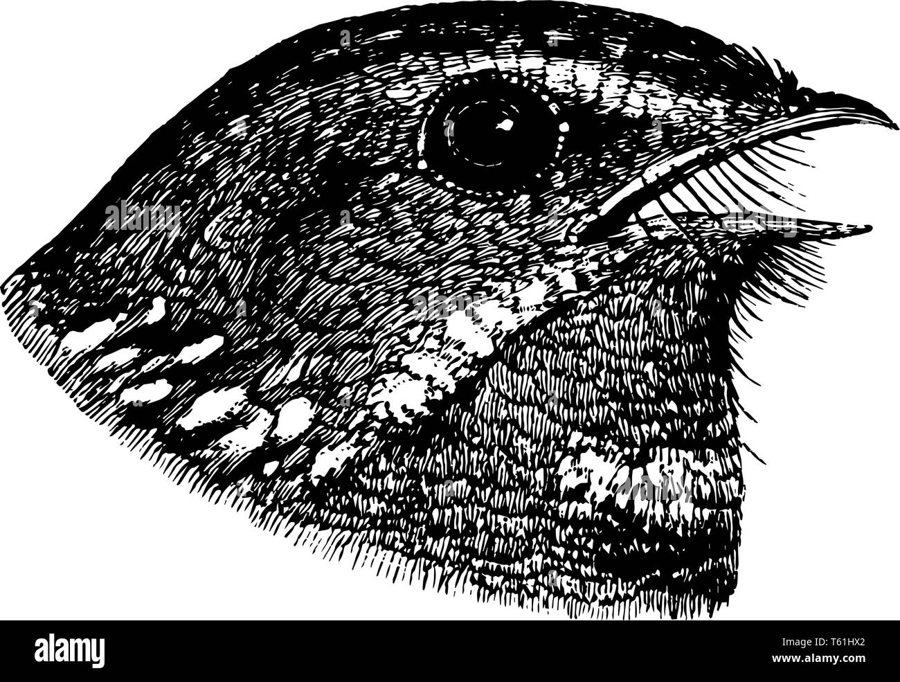 Fissirostral Bill of Nightjar having the beak broad and deeply cleft, vintage line drawing or engraving illustration. Stock Vector