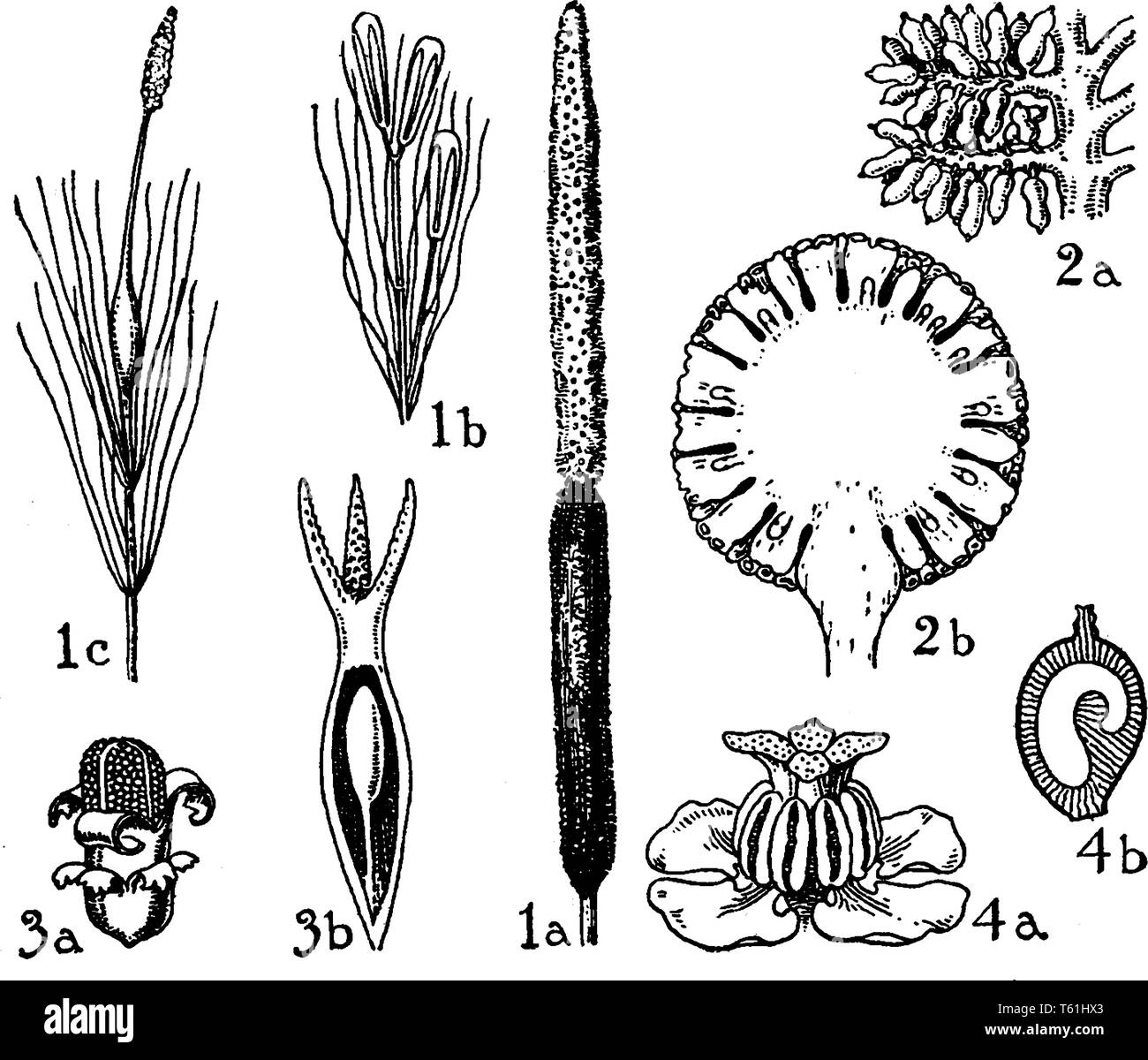 Typhaceae and Pandanaceae both are perennial plant, and these are family of flowering plants. Naiadaceae is Water-borne herbs, vintage line drawing or Stock Vector