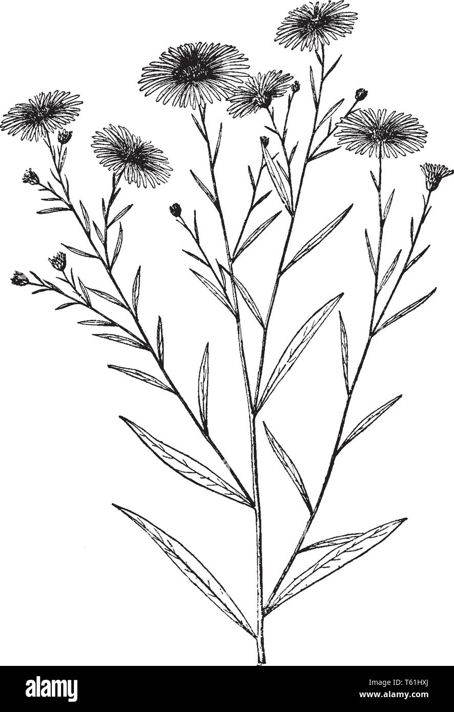 Narrow sides Cut Out Stock Images