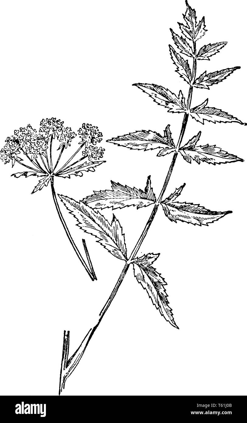 A picture is showing a cut leaf water parsnip. This is from Apiaceae family. The stem is thin and long. Leaves are triangular shaped, vintage line dra Stock Vector