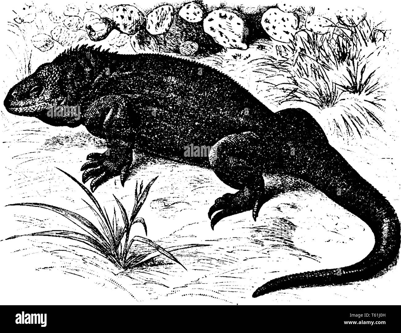 Galapagos land lizard is a species of lizard in the family Iguanidae and is one of three species of the genus Conolophus, vintage line drawing or engr Stock Vector