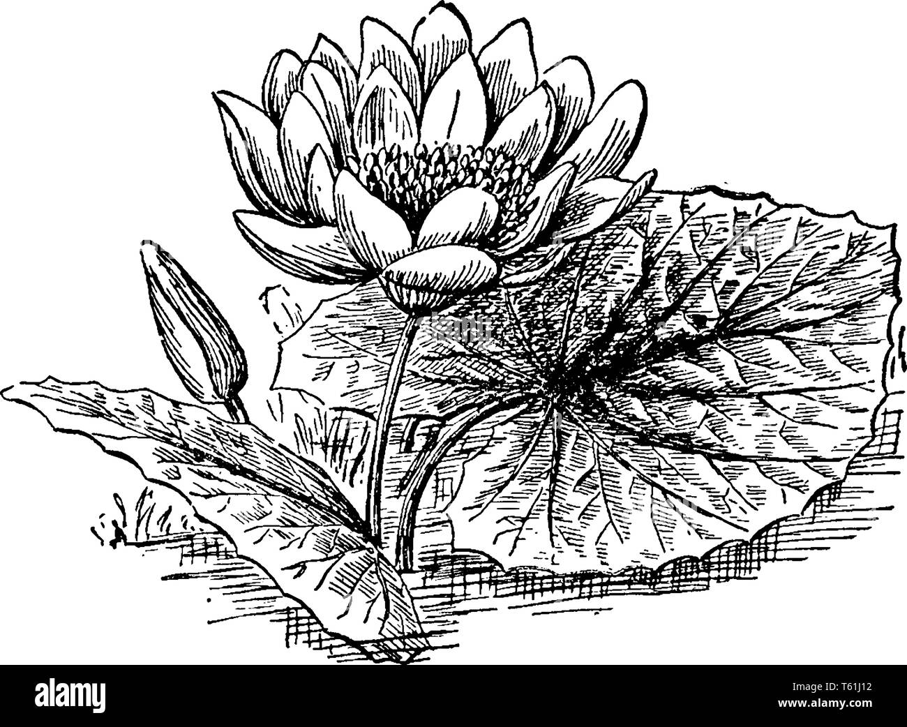 This is a American Lotus flower. Its leaves are simple, round, bluish-green in color, vintage line drawing or engraving illustration. Stock Vector