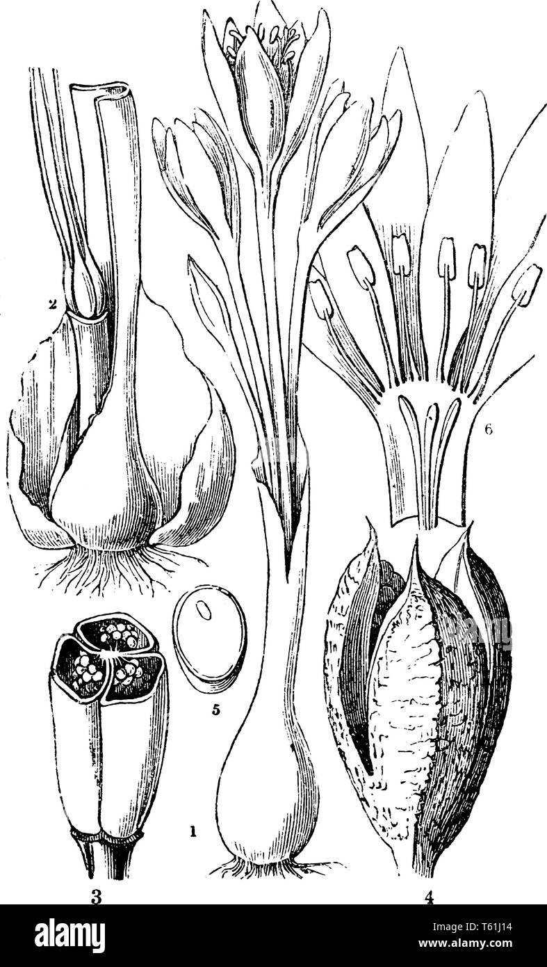 In this picture showing stages of Autumn Crocus plant, in which showing seeds, root, leaves and flower of this plant, vintage line drawing or engravin Stock Vector