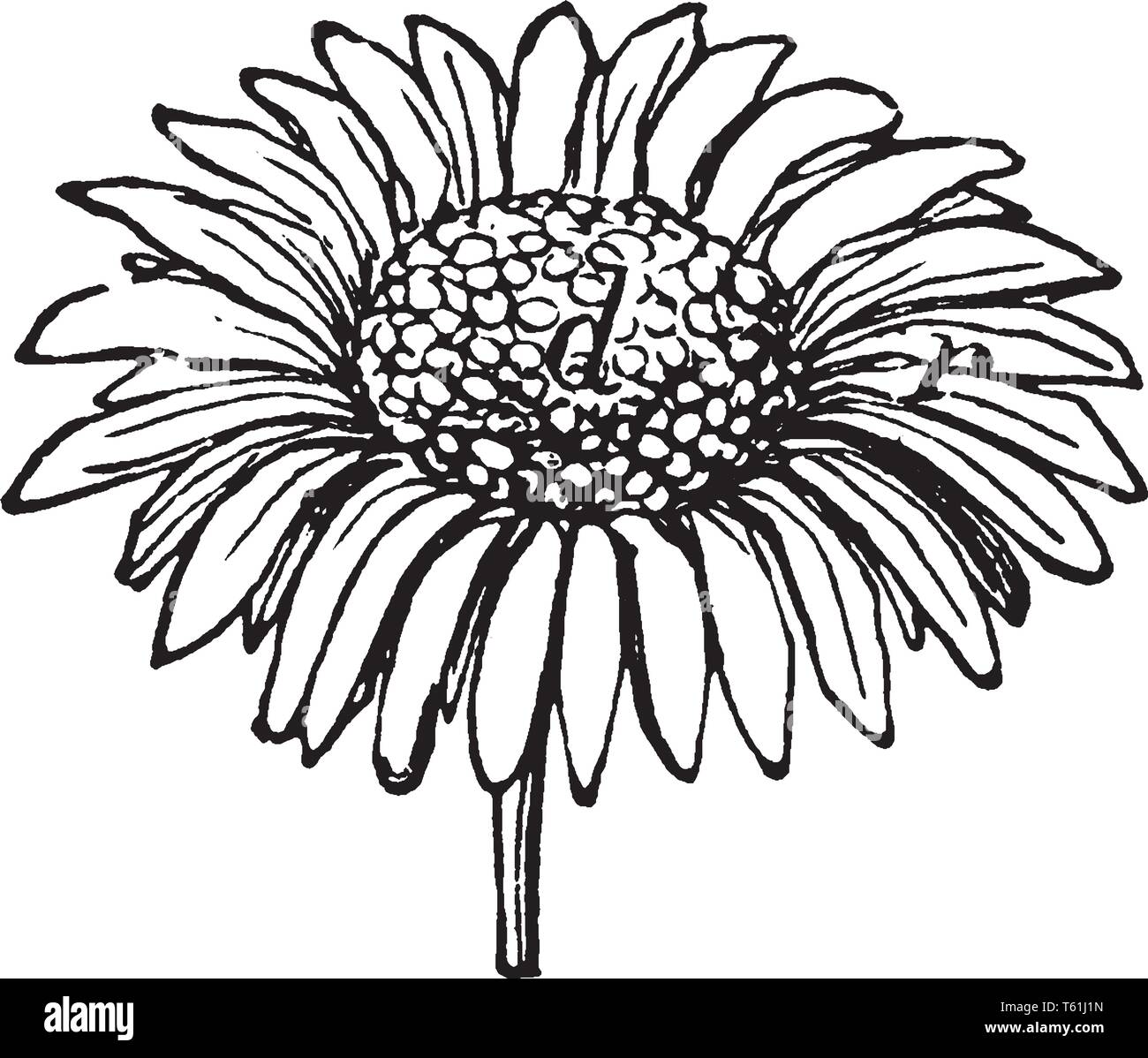 A picture is showing Daisy Flower. It belongs to Asteraceae family and native to north and central Europe. Daisy flower is composed of white petals an Stock Vector