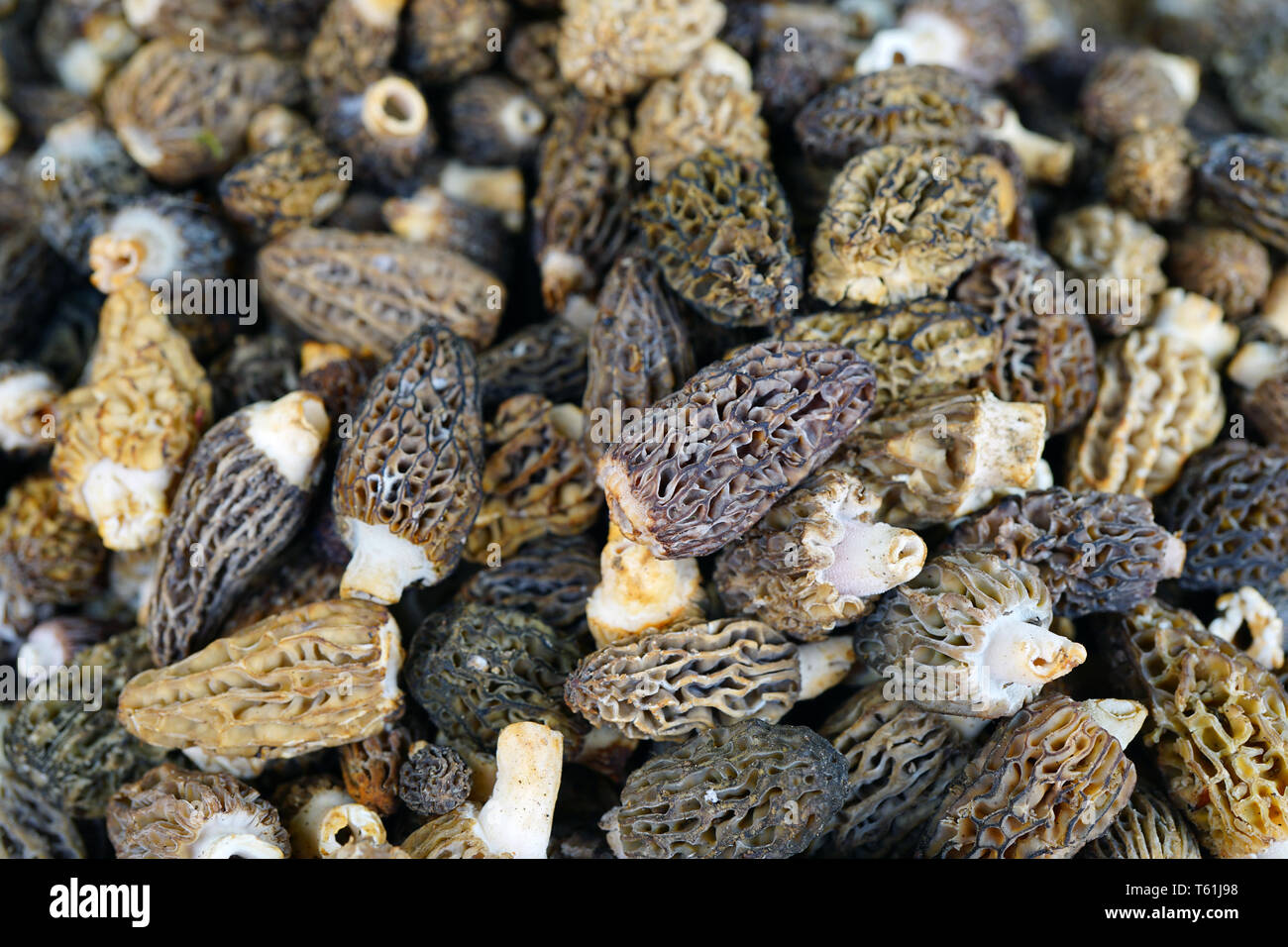 Most prized edible mushrooms hires stock photography and images Alamy