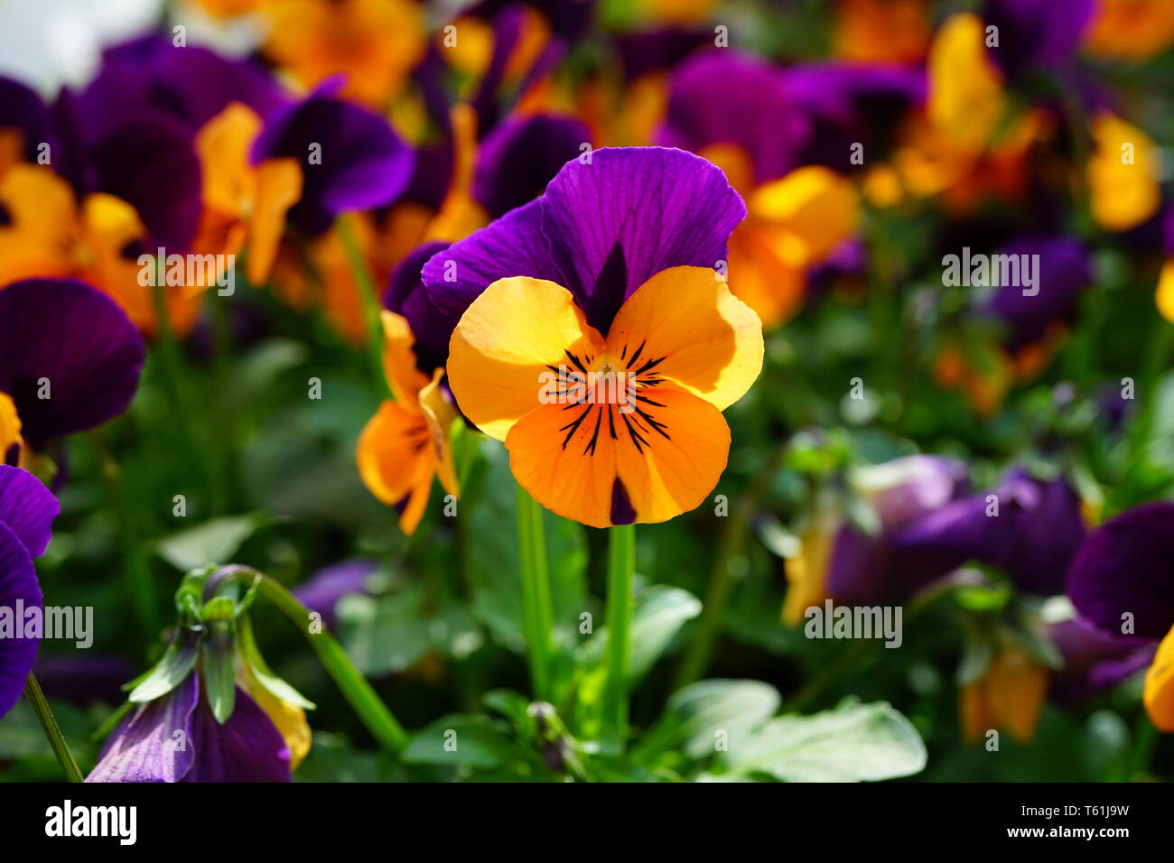 Orange and purple johnnyjumpup pansy violet flowers Stock Photo Alamy