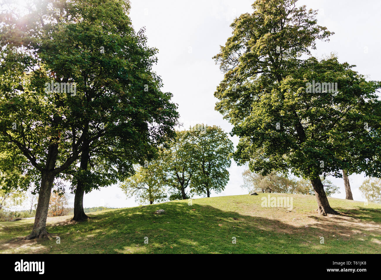 Large, picturesque green trees in the park throw a shadow on a magnificent lawn at park Stock Photo