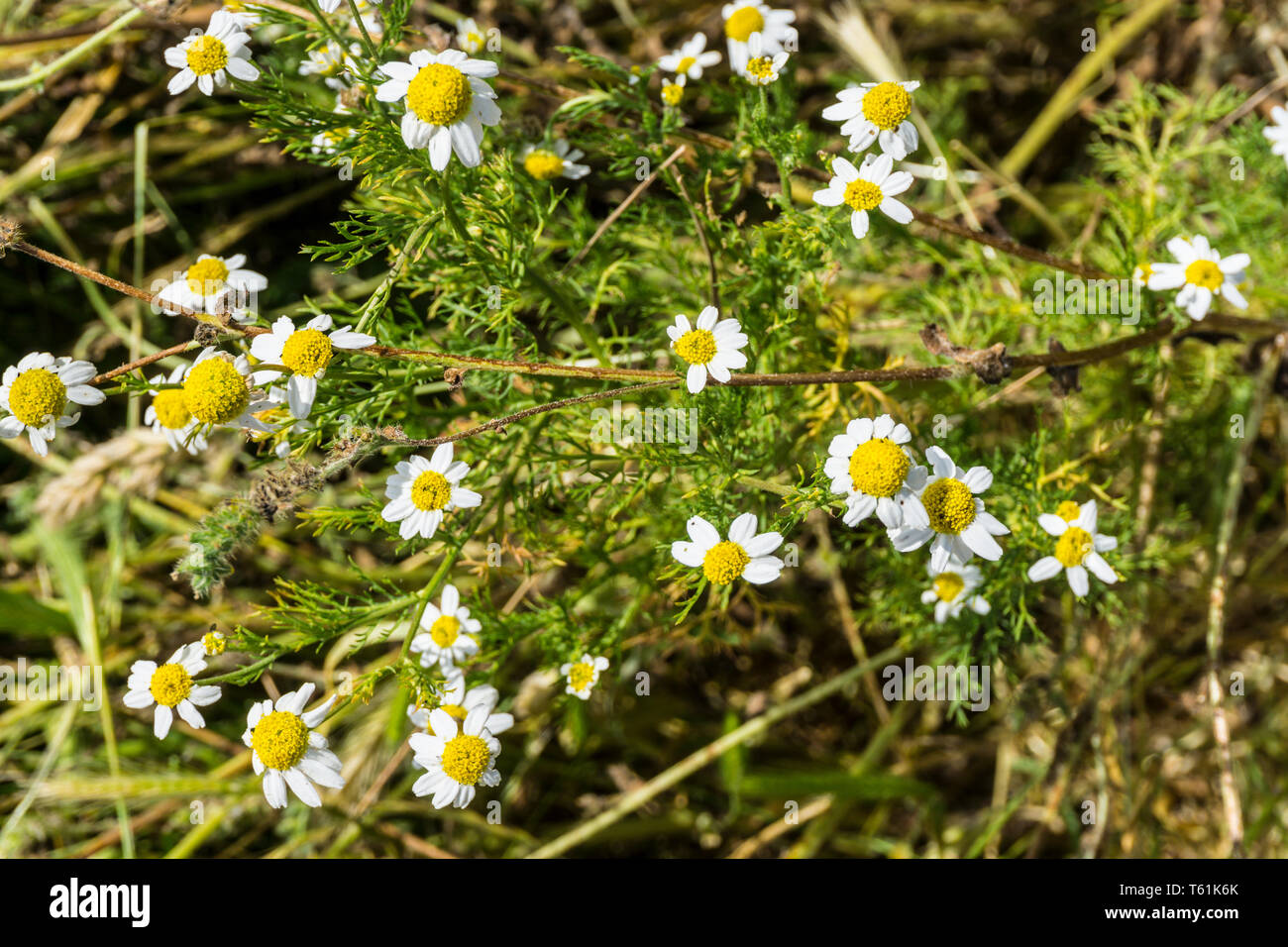 A battered rock daisy (Perityle emoryi) plant at the San Luis National wildlfe refuge in the Central Valley of California USA Stock Photo
