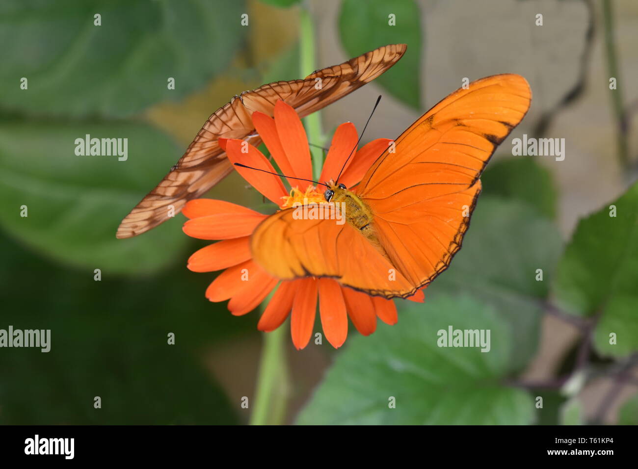 Orange colored Julia heliconian butterfly Dryas iulia feeding on a flower Stock Photo