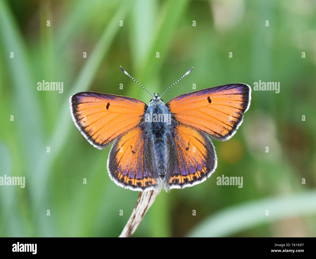 purple-edged copper butterfly Lycaena hippothoe male in a green field Stock Photo