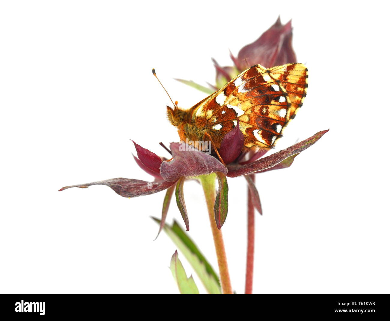 Cranberry fritillary butterfly Boloria aquilonaris sitting on a marsh cinquefoil Stock Photo