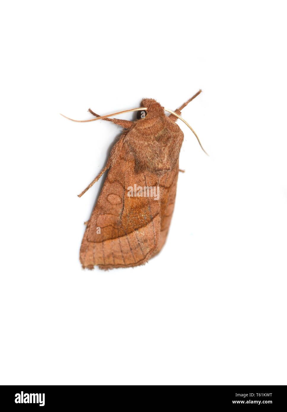 The rosy rustic moth Hydraecia micacea isolated on white background Stock Photo