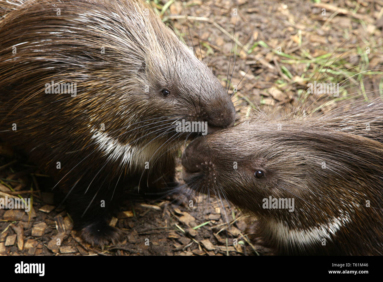 Indian Crested Porcupine Hystrix indica couple caring for each other funny mustache Stock Photo