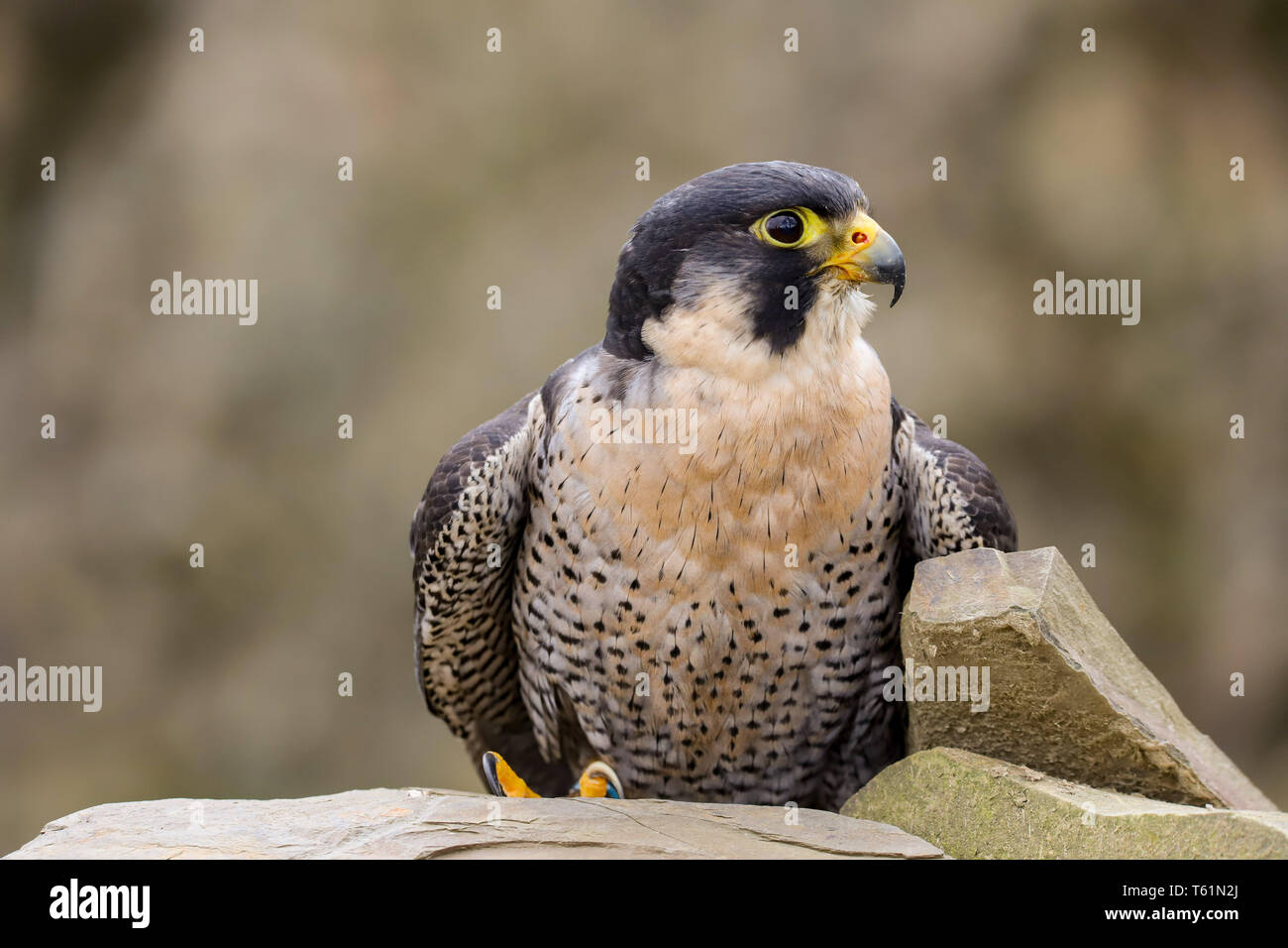 Peregrine Falcon (Falco peregrinus) bird of prey. Taken in the mid ...