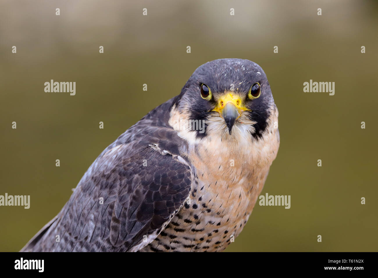 Falconry & Birds of Prey in West Wales near me