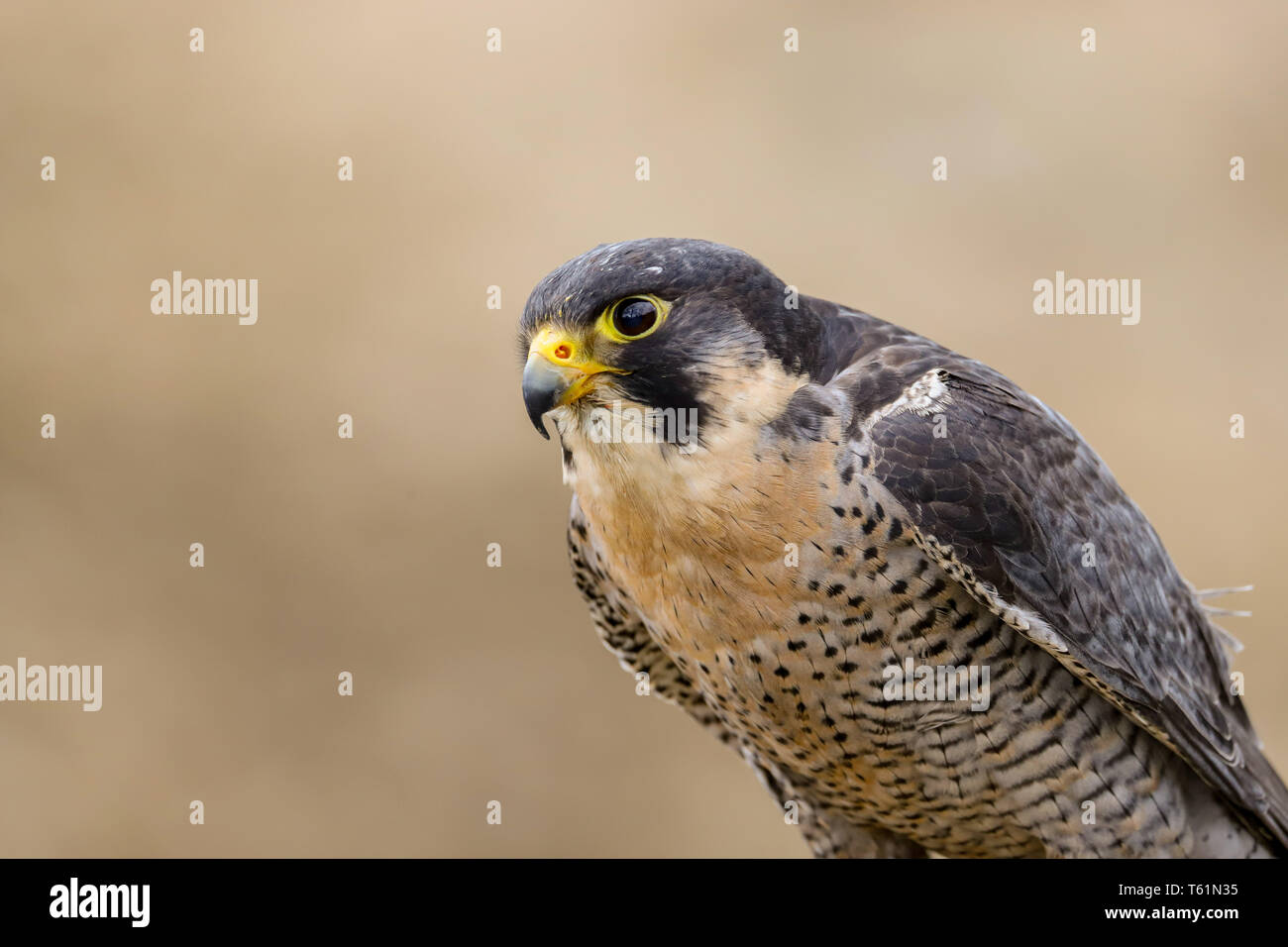Peregrine Falcon Falco Peregrinus Bird Of Prey Taken In
