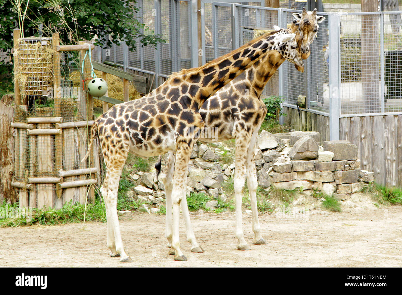 Giraffe Baringo Giraffa camelopardalis rothschildi closeup animal Stock ...