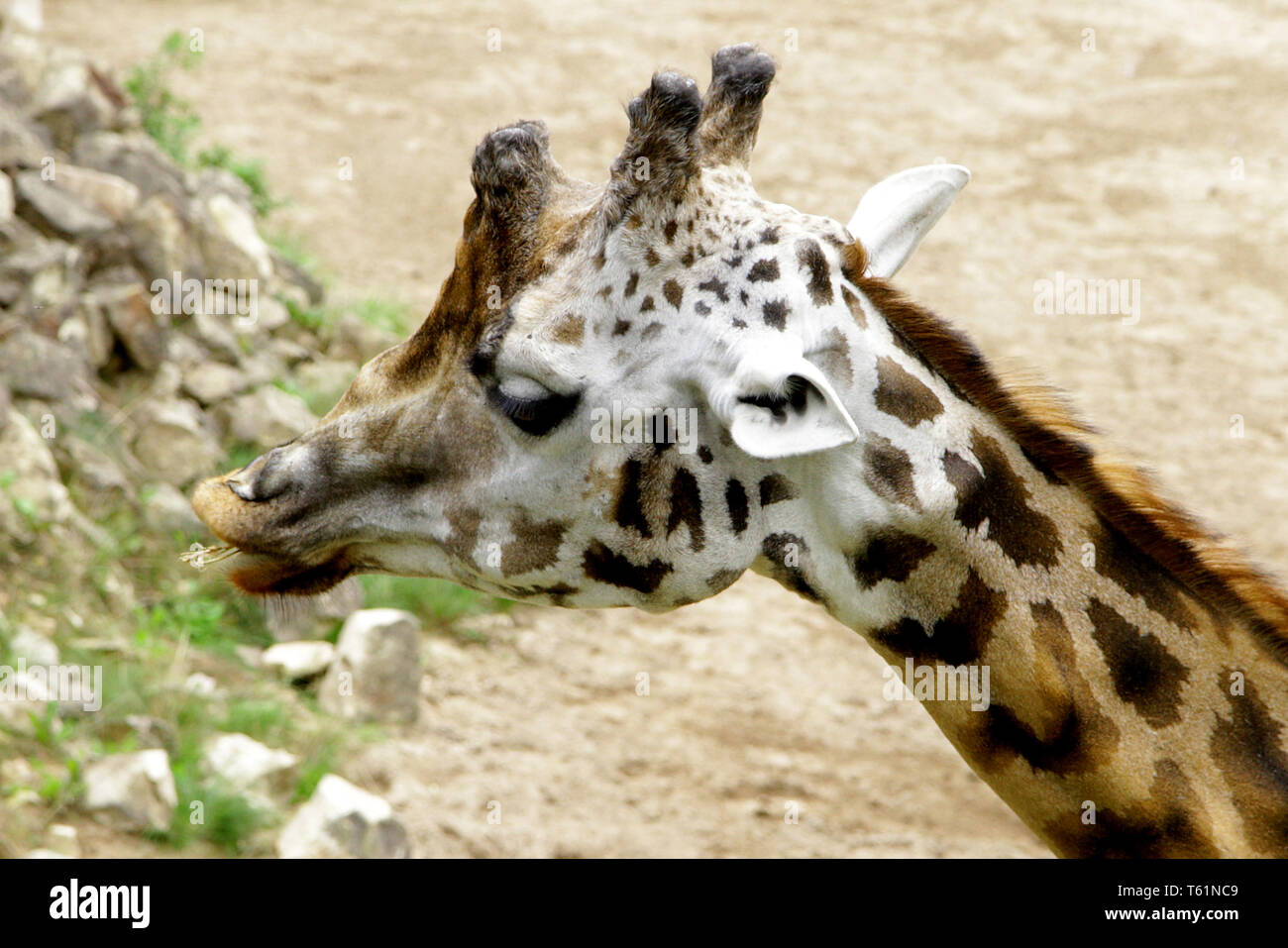 Giraffe Baringo Giraffa camelopardalis rothschildi closeup animal Stock ...