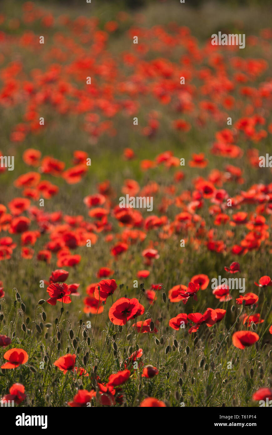Poppies in counter-light Stock Photo