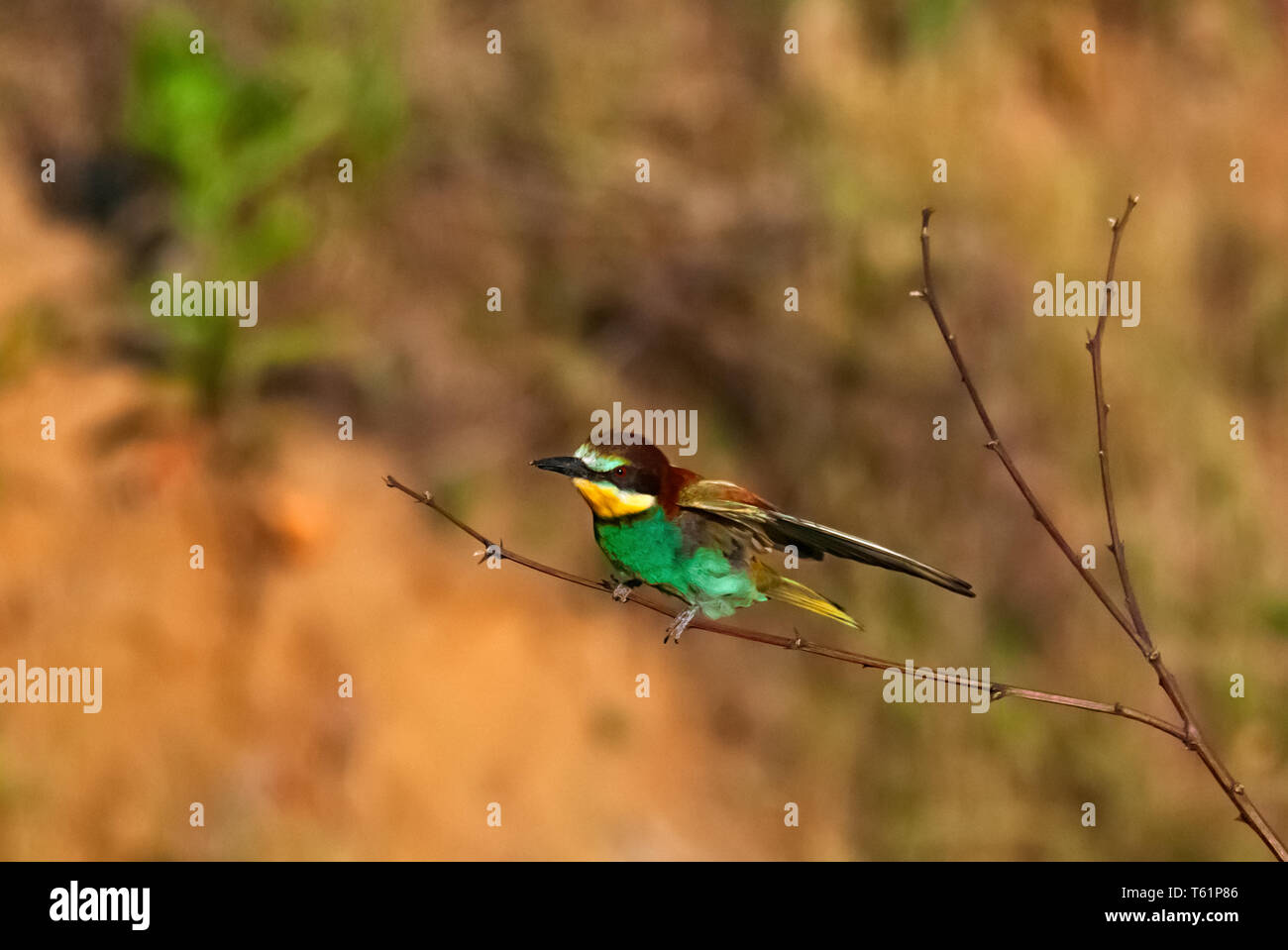 Bee eaters flying, landing and making love Stock Photo