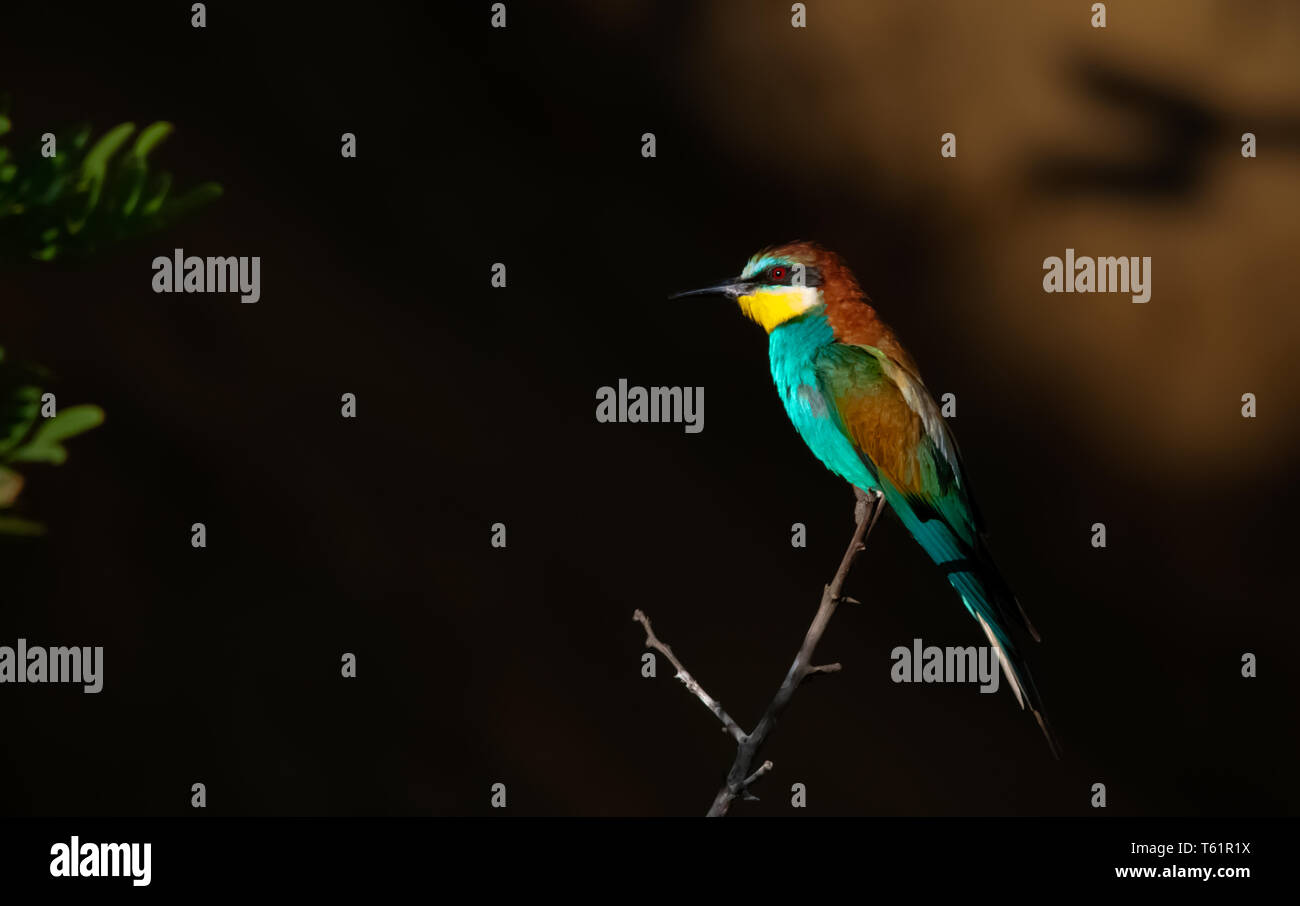 Bee eaters flying, landing and making love Stock Photo