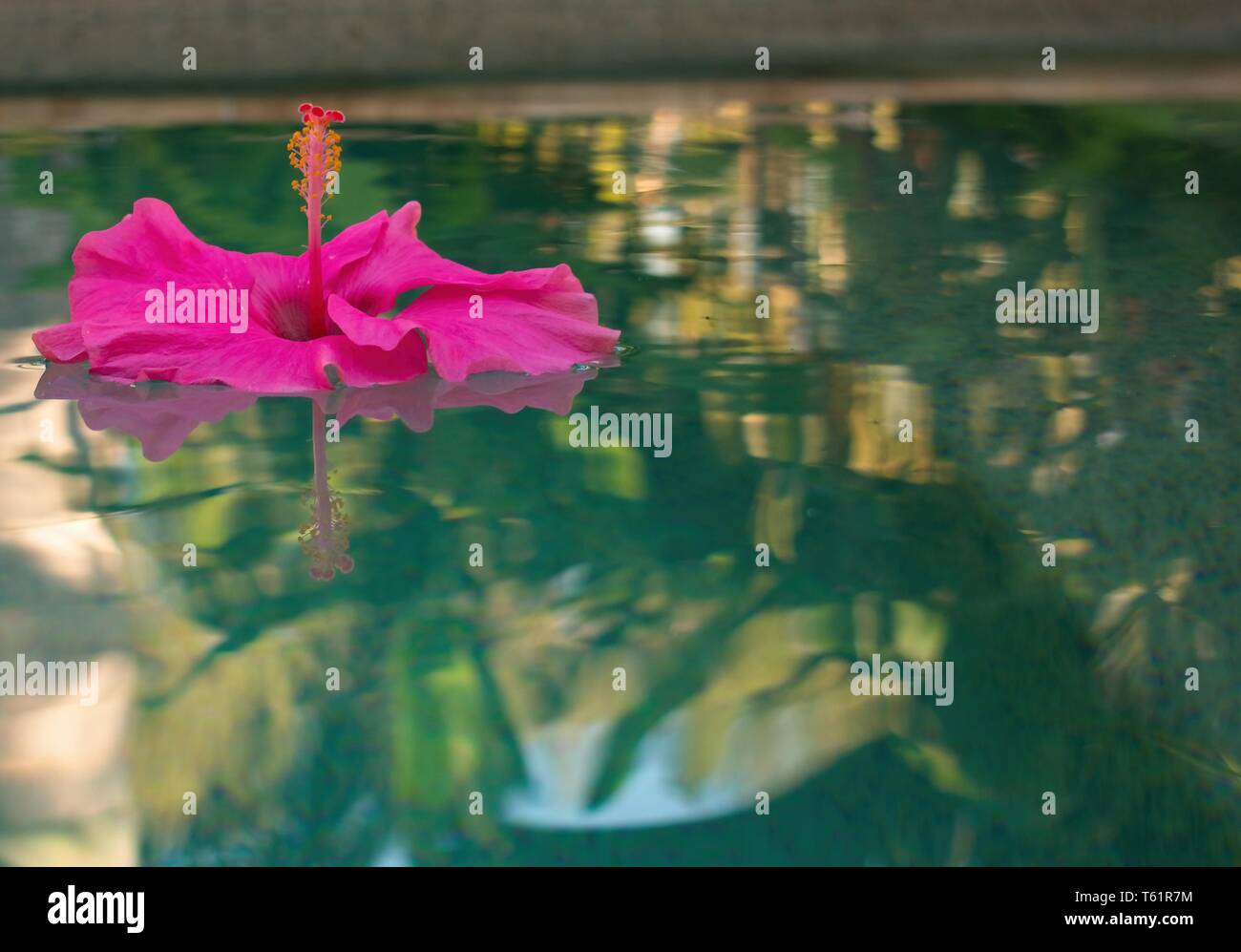 Pink hibiscus flower floating in swimming pool, reflection in water Stock Photo