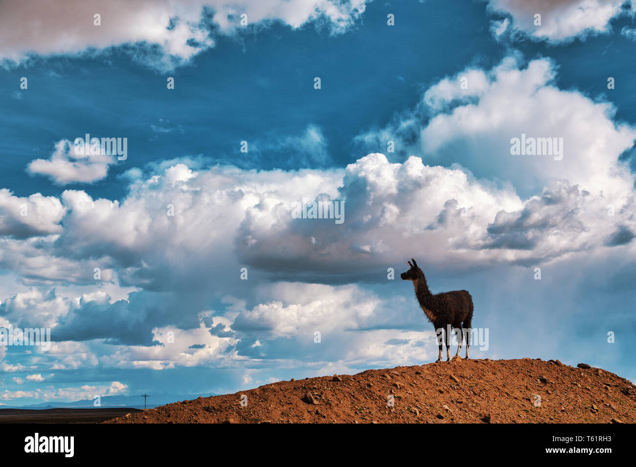 A Llama (Lama glama) Staring form top of a Hill at the Andes Mountains ...