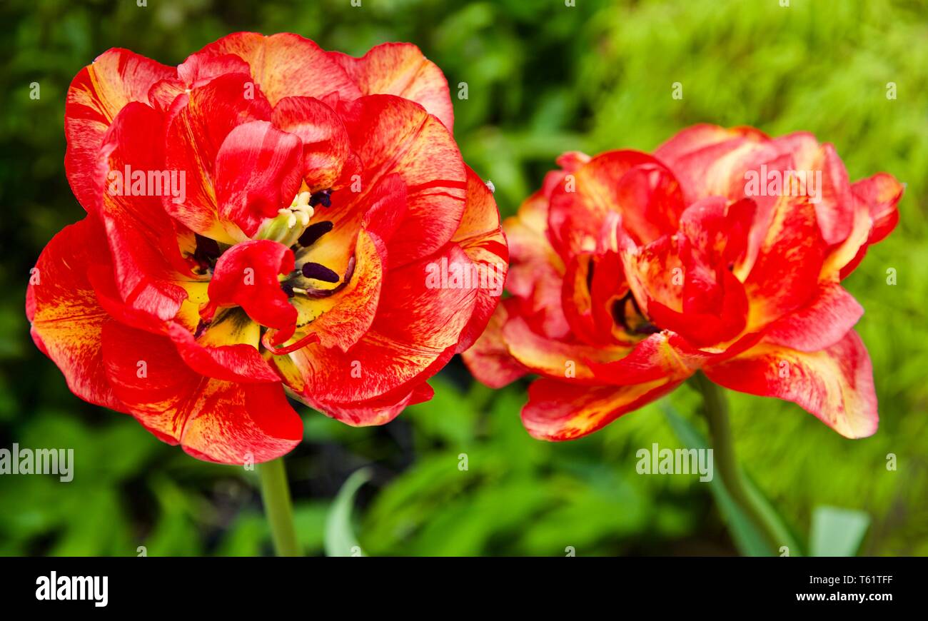 Bi colour tulips hires stock photography and images Alamy