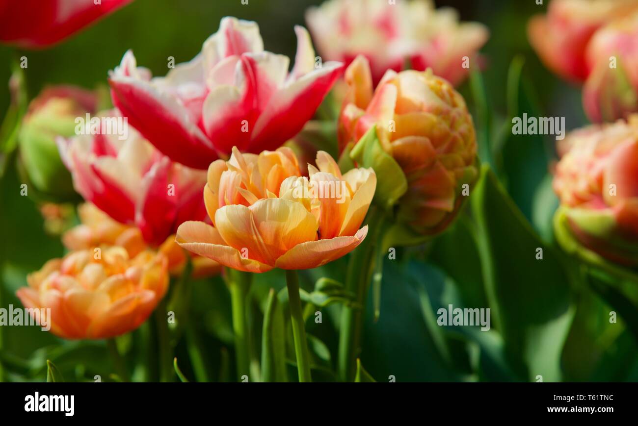 Tulipa Copper Image Stock Photo