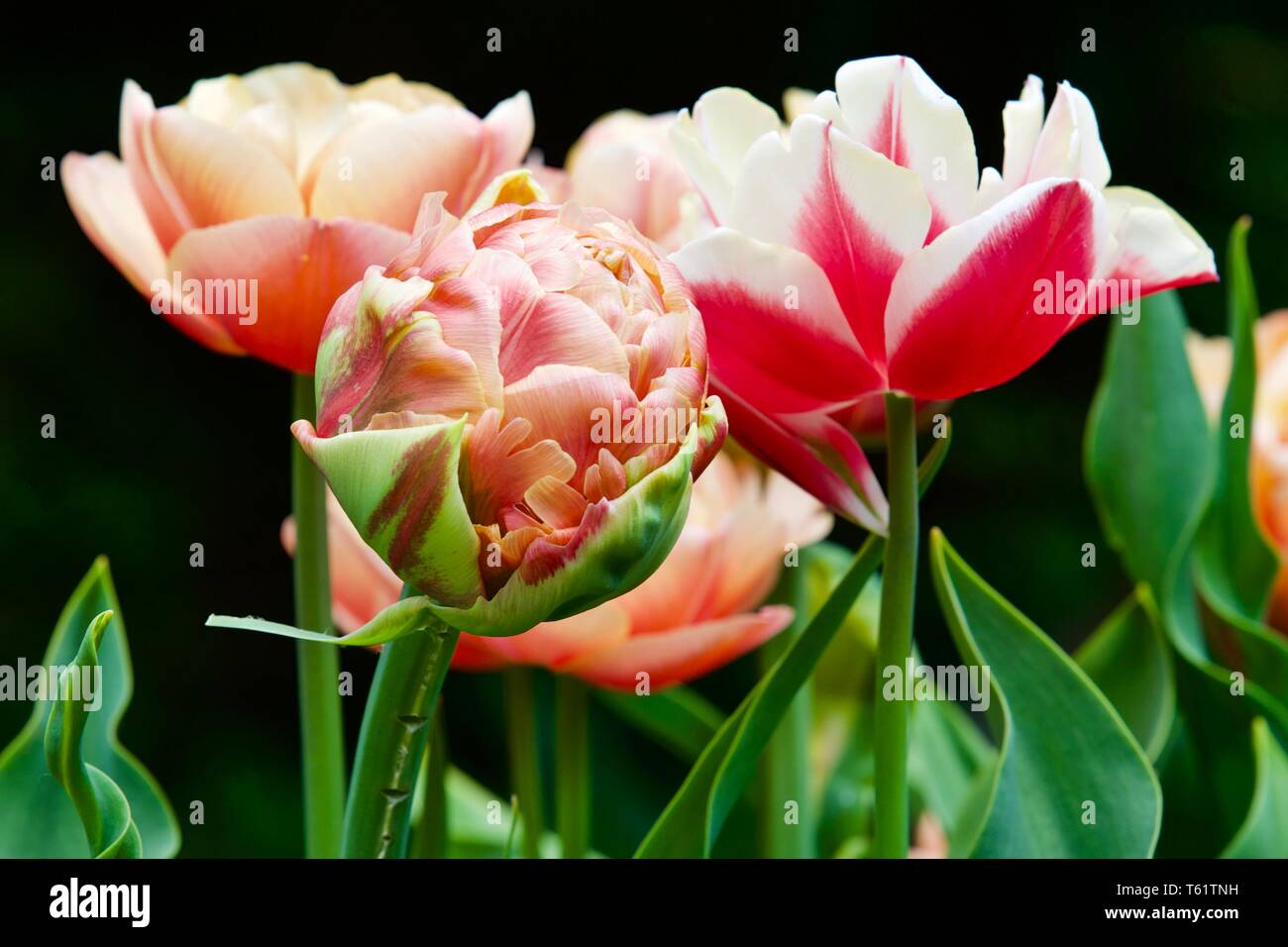 Tulipa Copper Image Stock Photo